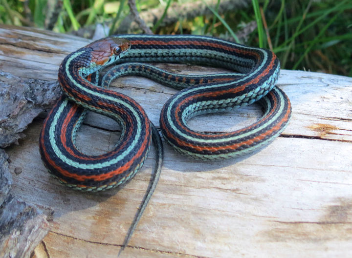 San Francisco Garter Snake